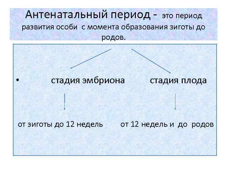 Антенатальный период это период развития особи с момента образования зиготы до родов. • стадия