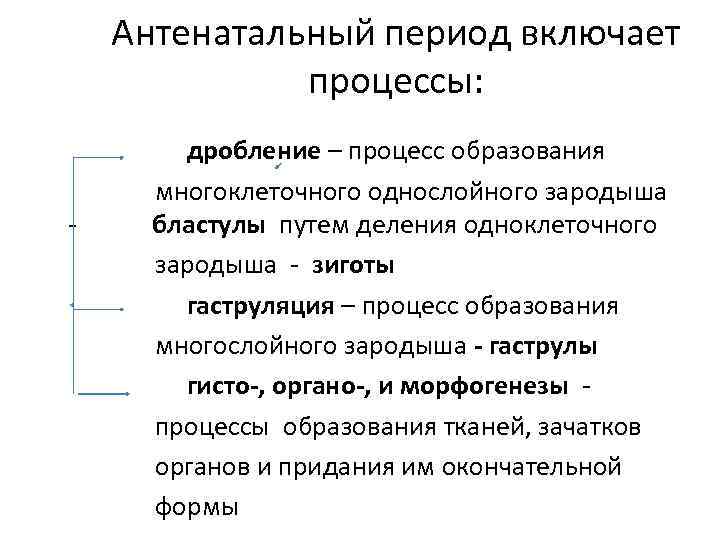 Антенатальный период включает процессы: дробление – процесс образования многоклеточного однослойного зародыша бластулы путем деления