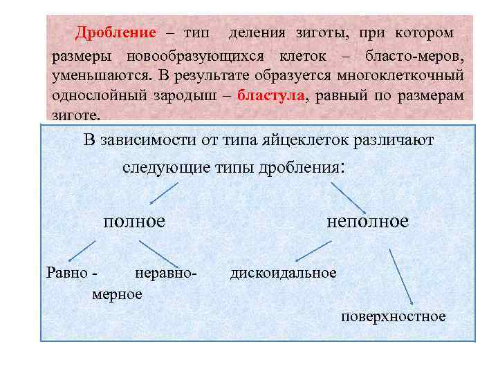  Дробление – тип деления зиготы, при котором размеры новообразующихся клеток – бласто-меров, уменьшаются.