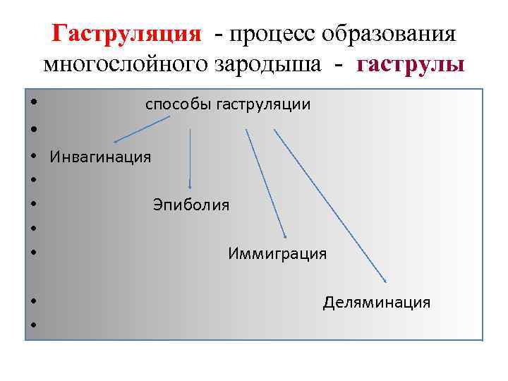 Гаструляция - процесс образования многослойного зародыша - гаструлы • способы гаструляции • • •