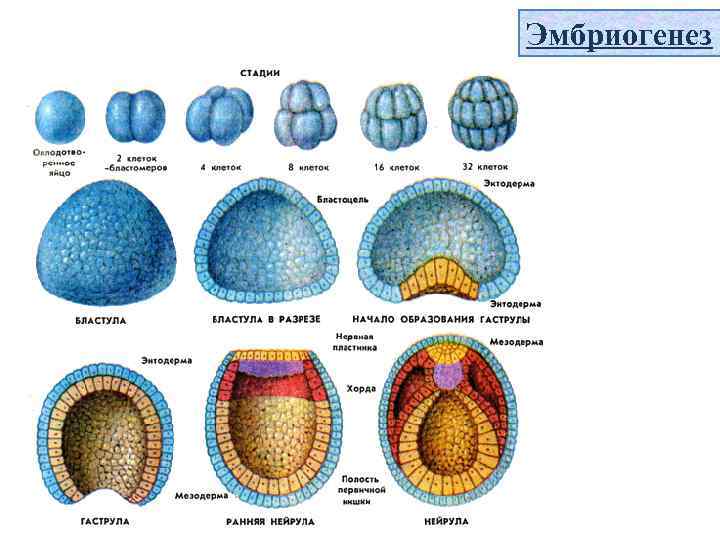 Эмбриогенез 