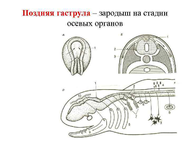 Поздняя гаструла – зародыш на стадии осевых органов 