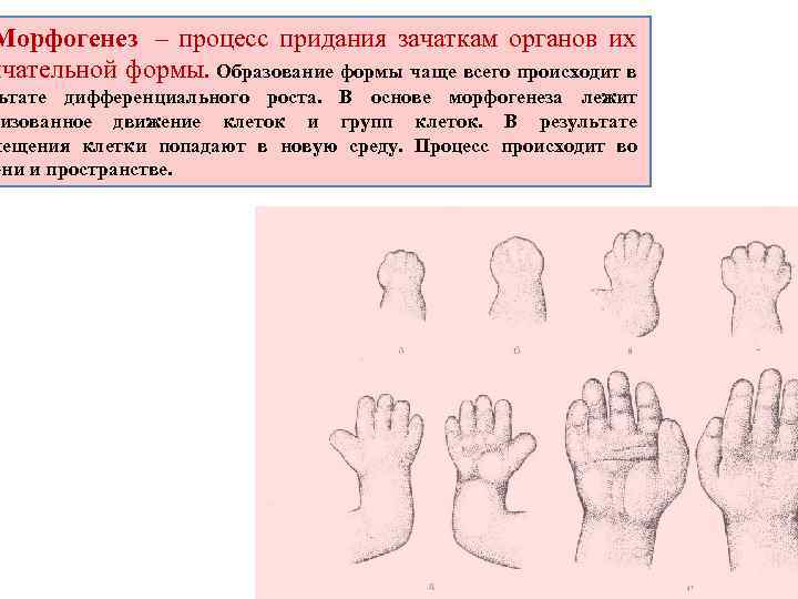 Морфогенез – процесс придания зачаткам органов их нчательной формы. Образование формы чаще всего происходит