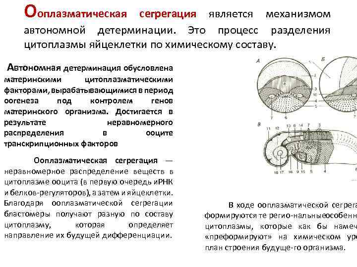 Ооплазматическая сегрегация является механизмом автономной детерминации. Это процесс разделения цитоплазмы яйцеклетки по химическому составу.