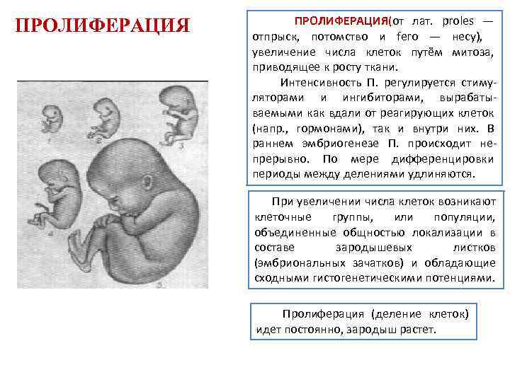 ПРОЛИФЕРАЦИЯ ПРОЛИФЕРАЦИЯ(от лат. proles — отпрыск, потомство и fero — несу), увеличение числа клеток