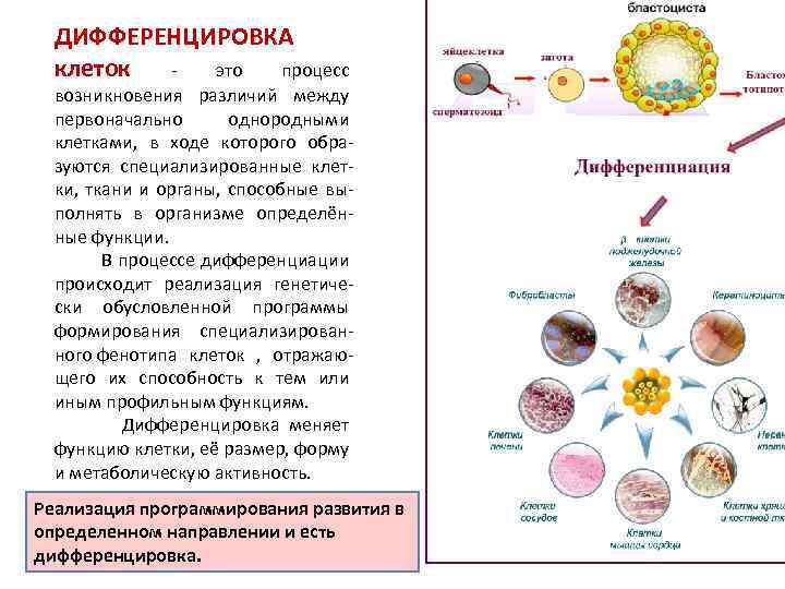 ДИФФЕРЕНЦИРОВКА клеток это процесс возникновения различий между первоначально однородными клетками, в ходе которого обра