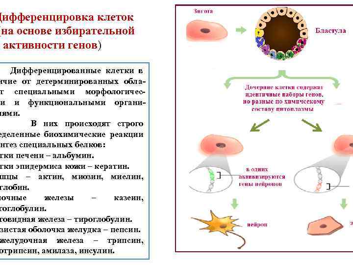 Дифференцировка клеток (на основе избирательной активности генов) Дифференцированные клетки в ичие от детерминированных обла