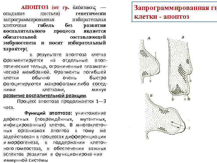  АПОПТОЗ (от гр. ἀπόπτωσις — опадание листьев) генетически запрограммированная избирательная клеточная гибель без