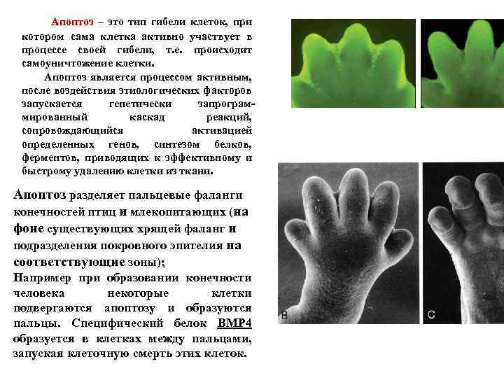  Апоптоз – это тип гибели клеток, при Апоптоз котором сама клетка активно участвует