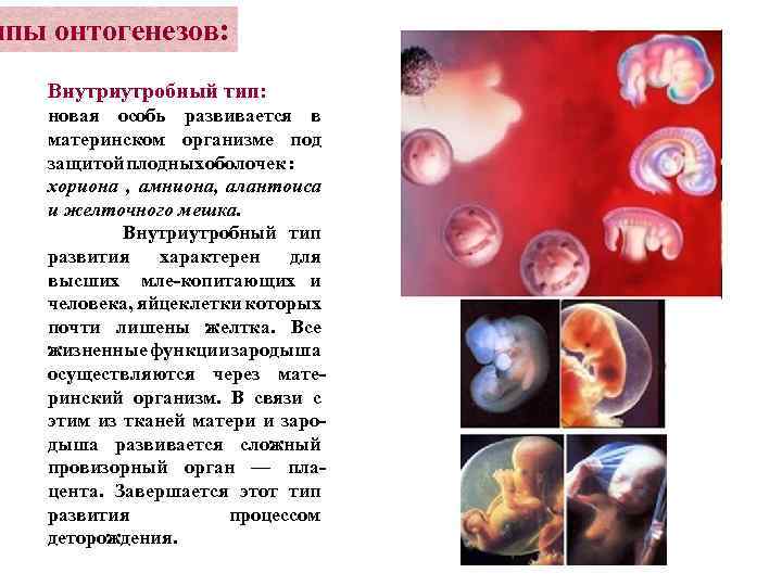 ипы онтогенезов: Внутриутробный тип: новая особь развивается в материнском организме под защитой плодных оболочек