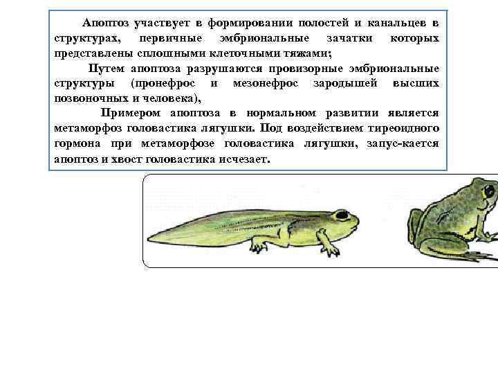  Апоптоз участвует в формировании полостей и канальцев в структурах, первичные эмбриональные зачатки которых