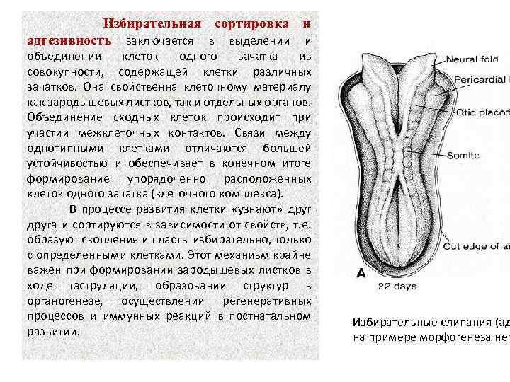  Избирательная сортировка и адгезивность заключается в выделении и объединении клеток одного зачатка из