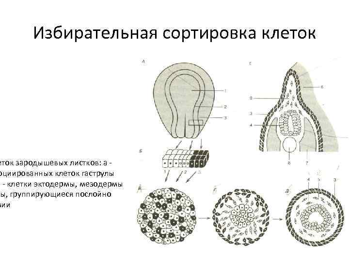 Избирательная сортировка клеток зародышевых листков: а оциированных клеток гаструлы б клетки эктодермы, мезодермы ы,