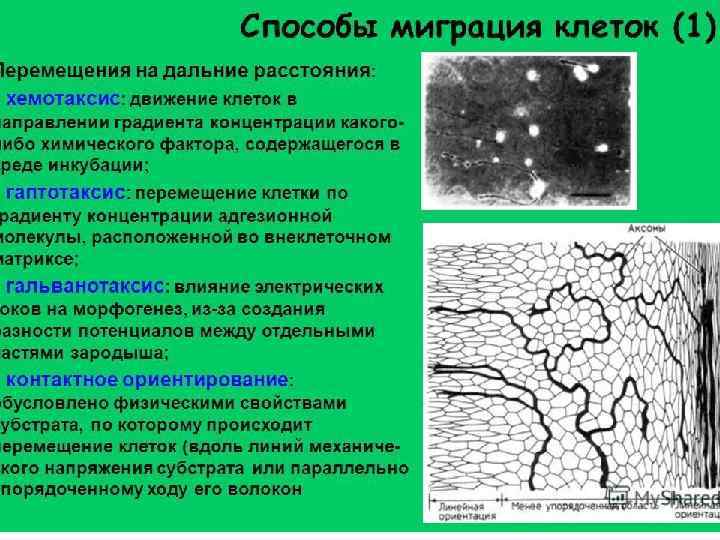 Миграция клеток: механизмы 