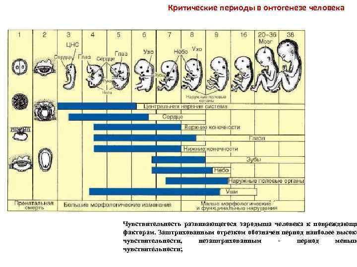 Критические периоды в онтогенезе человека Чувствительность развивающегося зародыша человека к повреждающи факторам. Заштрихованным отрезком