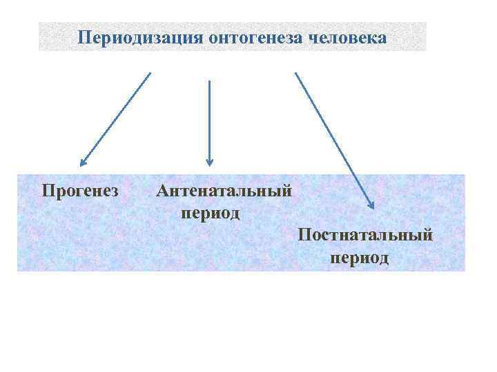  Периодизация онтогенеза человека Прогенез Антенатальный период Постнатальный период 