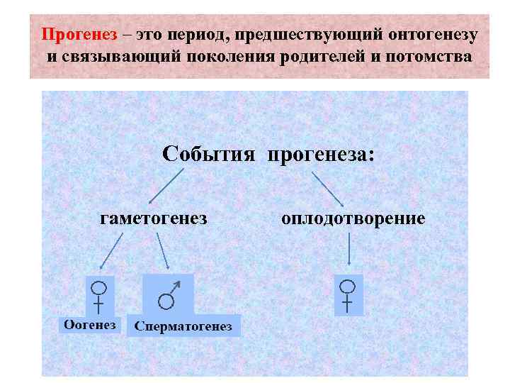 Прогенез – это период, предшествующий онтогенезу и связывающий поколения родителей и потомства События прогенеза: