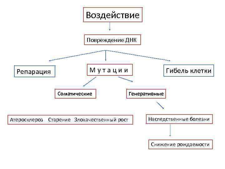 Воздействие Повреждение ДНК Репарация М у т а ц и и Соматические Генеративные Атеросклероз