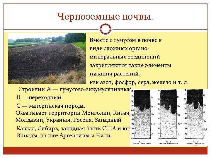 Черноземные почвы. Вместе с гумусом в почве в виде сложных органо- минеральных соединений закрепляются