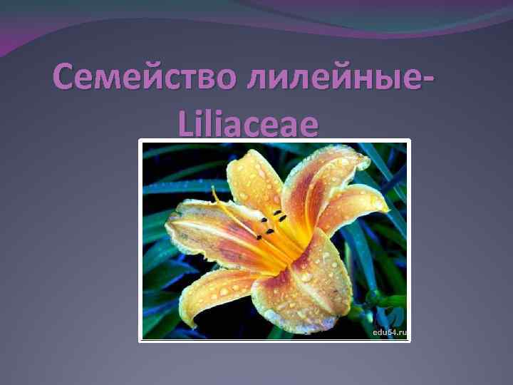 Семейство лилейные. Liliaceae 