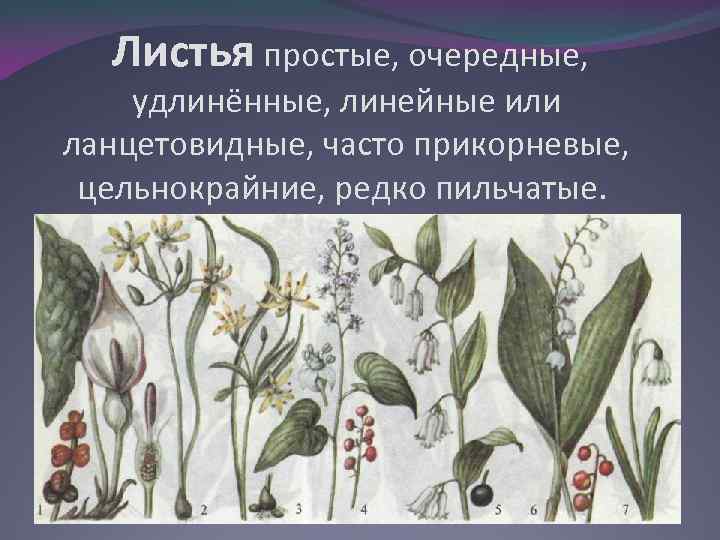  Листья простые, очередные, удлинённые, линейные или ланцетовидные, часто прикорневые, цельнокрайние, редко пильчатые. 