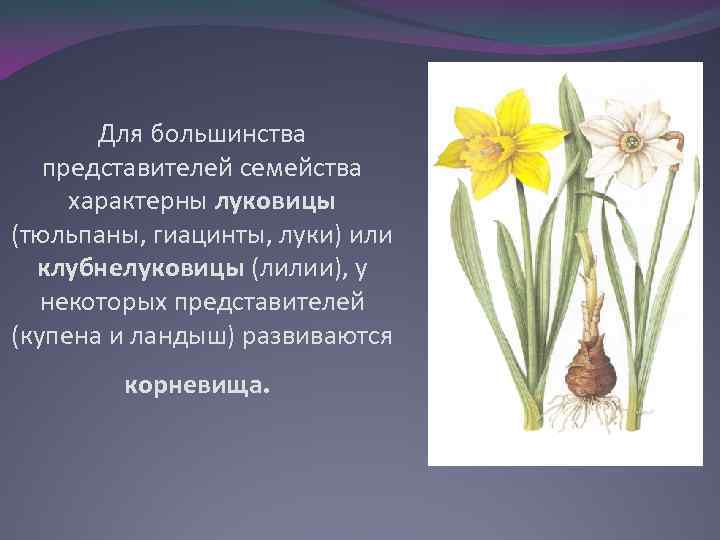Для большинства представителей семейства характерны луковицы (тюльпаны, гиацинты, луки) или клубнелуковицы (лилии), у некоторых