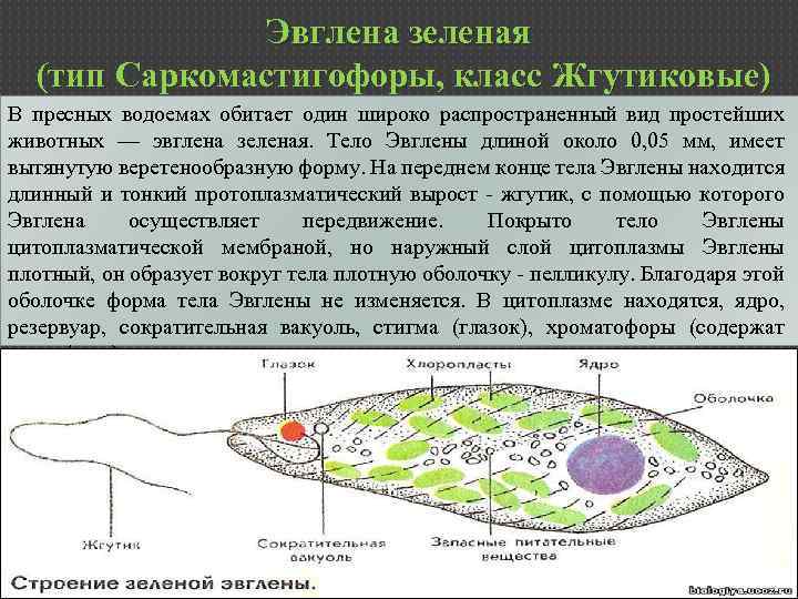 Эвглена зеленая (тип Саркомастигофоры, класс Жгутиковые) В пресных водоемах обитает один широко распространенный вид