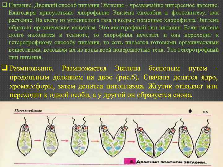 Опыты с эвгленой. Эвглена зелёная жизненый цикл. Фототаксис эвглены. Жизненный цикл эвглены зеленой. Эвглена цикл.