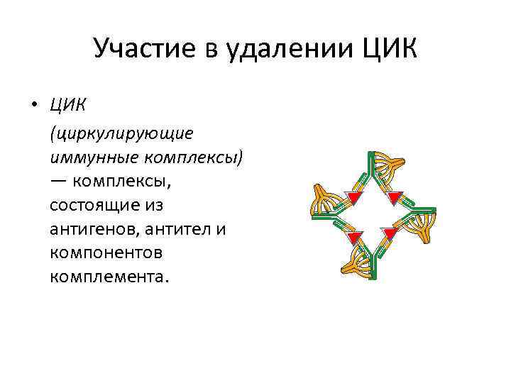 Участие в удалении ЦИК • ЦИК (циркулирующие иммунные комплексы) — комплексы, состоящие из антигенов,