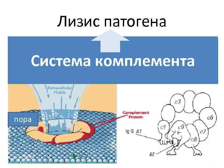 Система комплемента иммунология презентация