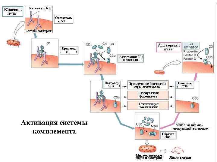 Схема активации комплемента