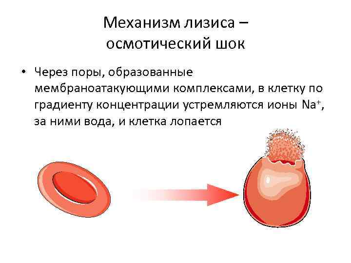 Механизм лизиса – осмотический шок • Через поры, образованные мембраноатакующими комплексами, в клетку по