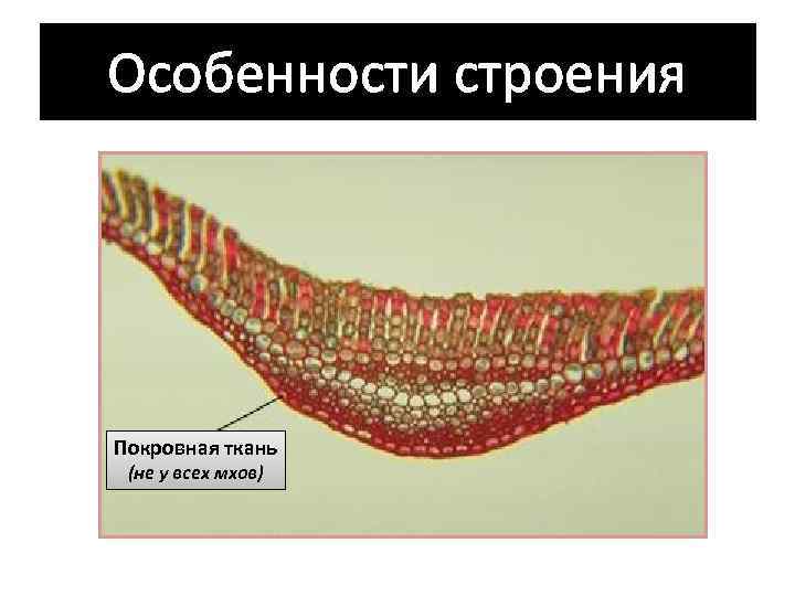 Особенности строения Покровная ткань (не у всех мхов) 