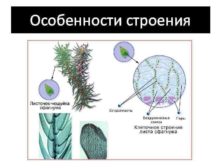 Особенности строения 