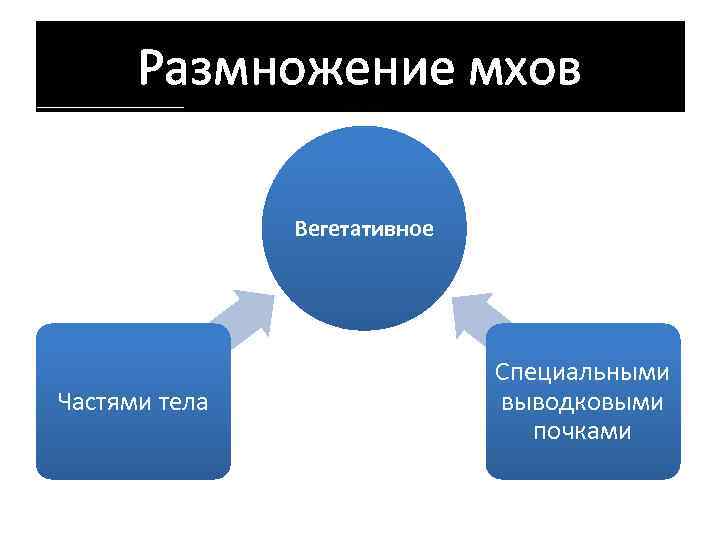 Размножение мхов Вегетативное Частями тела Специальными выводковыми почками 