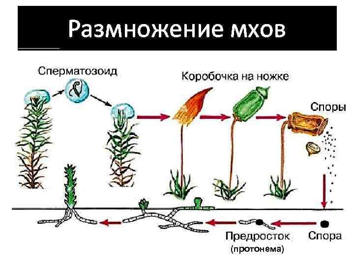 Размножение мхов (протонема) 