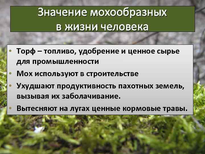 Значение мохообразных в жизни человека • Торф – топливо, удобрение и ценное сырье для