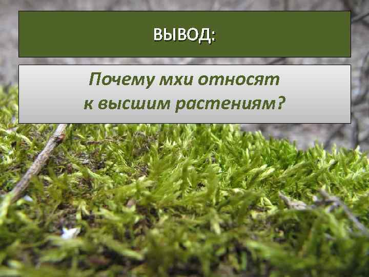 ВЫВОД: Почему мхи относят к высшим растениям? 