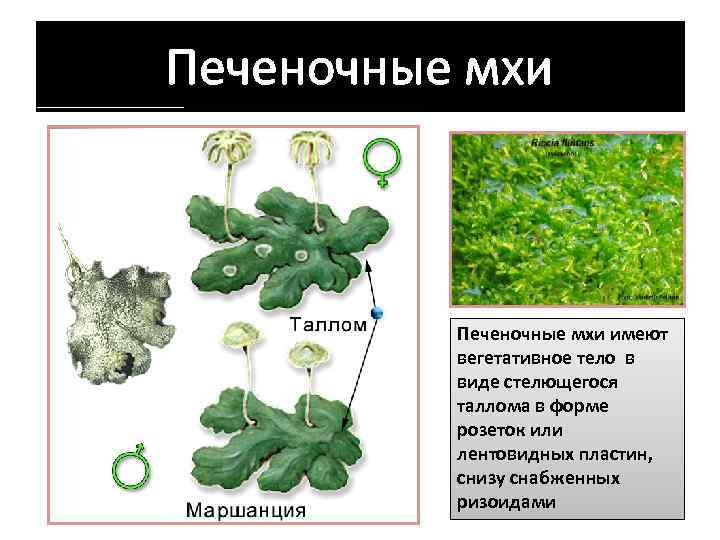 Печеночные мхи имеют вегетативное тело в виде стелющегося таллома в форме розеток или лентовидных