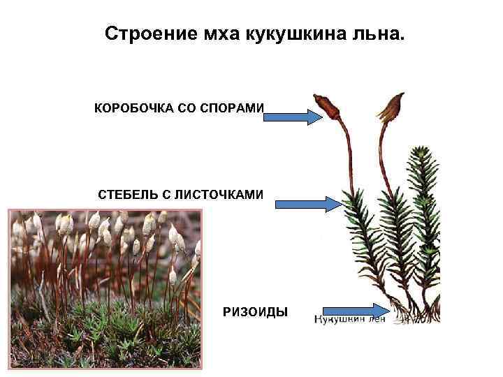 Строение мха кукушкина льна. КОРОБОЧКА СО СПОРАМИ СТЕБЕЛЬ С ЛИСТОЧКАМИ РИЗОИДЫ 