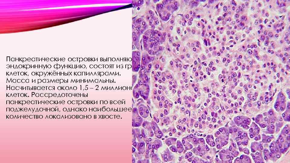 Панкреатические островки выполняют эндокринную функцию, состоят из групп клеток, окружённых капиллярами. Масса и размеры