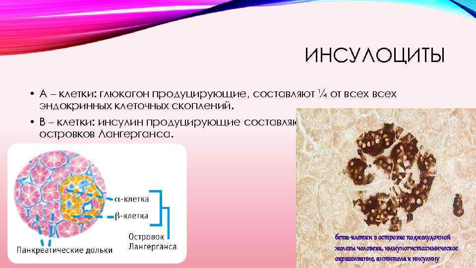 Основную массу клетки составляет