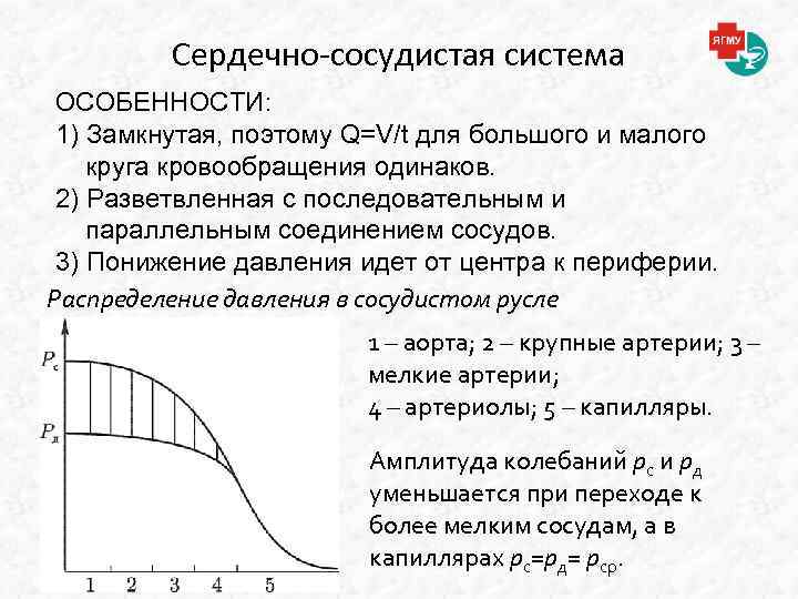 Сердечно-сосудистая система ОСОБЕННОСТИ: 1) Замкнутая, поэтому Q=V/t для большого и малого круга кровообращения одинаков.