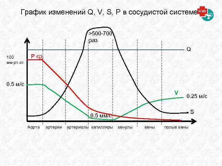 График изменений Q, V, S, P в сосудистой системе >500 -700 раз Q 100