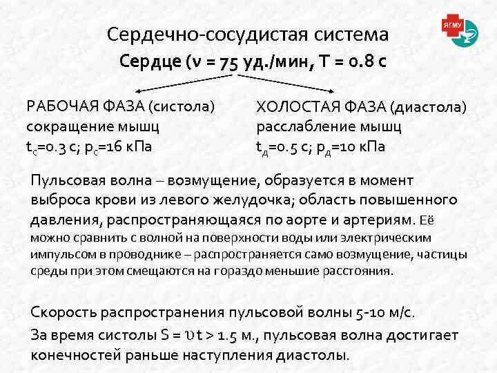 Сердечно-сосудистая система Сердце (ν = 75 уд. /мин, Т = 0. 8 с РАБОЧАЯ