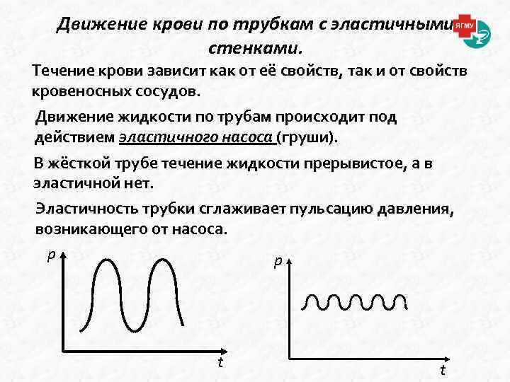Движение крови по трубкам с эластичными стенками. Течение крови зависит как от её свойств,