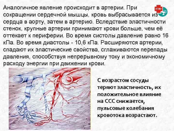 Аналогичное явление происходит в артерии. При сокращении сердечной мышцы, кровь выбрасывается из сердца в