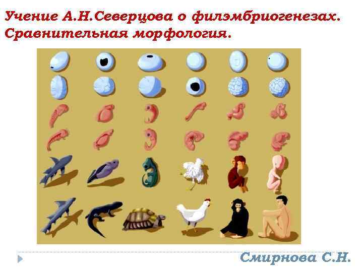 Учение А. Н. Северцова о филэмбриогенезах. Сравнительная морфология. Смирнова С. Н. 