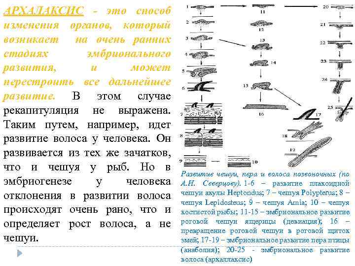 АРХАЛАКСИС - это способ изменения органов, который возникает на очень ранних стадиях эмбрионального развития,