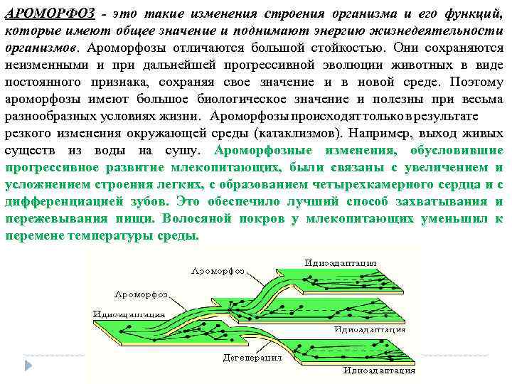 АРОМОРФОЗ - это такие изменения строения организма и его функций, которые имеют общее значение